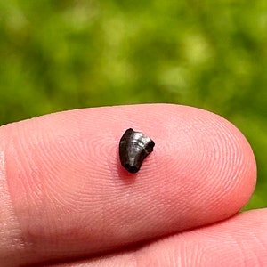 NICE Dromaeosaurus Dinosaur Tooth Theropod Dromaeosaur Hell Creek Fossil Raptor Tooth Montana