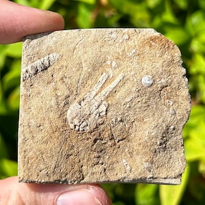 Alabama Fossil Crinoid in Matrix Phanocrinus Bangor Limestone Formation Mississippian Age Sea Fossils