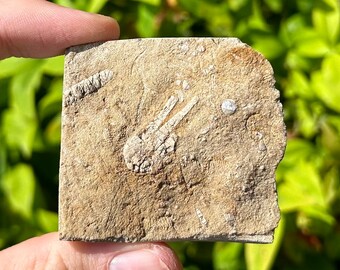 May include: A close-up of a light brown rock with a white fossilized creature embedded in it. The fossil appears to be a small, delicate sea creature with a long, thin body and several appendages.