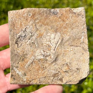 Alabama Fossil Crinoid in Matrix Phanocrinus Bangor Limestone Formation Mississippian Age Sea Fossils
