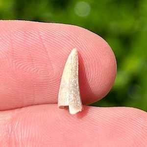 Rare Jurassic Fossil Crocodile Tooth Teleosaurid Croc Madagascar Isalo IIIb Formation