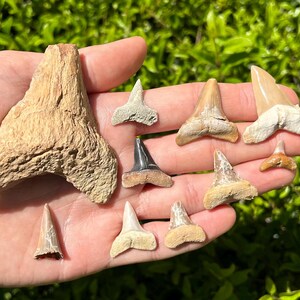 Dakhla Fossil Sharks Teeth LOT OF 10 Macrorhizodus etc Morocco