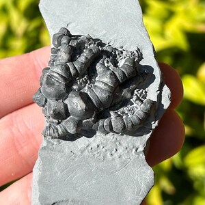 NICE Fossil Crinoid Barycrinus stellatus Edwardsville Formation Indiana Mississippian Age