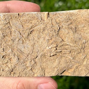 RARE Alabama Fossil Brittle Star and Crinoid in Matrix Cholaster whitei