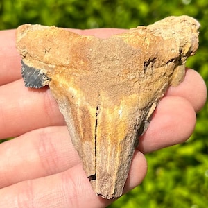 BIG Auriculatus sokolovi Sharks Tooth Fossil Dakhla Morocco Shark Teeth
