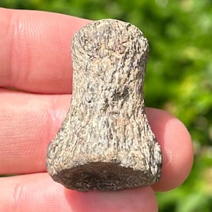 Texas Fossil Mosasaur Vertebrae Dinosaur Bone Ozan Formation Cretaceous Age