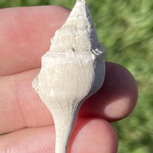 France Fossil Gastropod Clavilithes sp. Eocene Age Shell