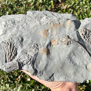 SUPERB Fossil Crinoid Plate Taxocrinus Macrocrinus Barycrinus Ulrichicrinus Indiana Crawfordsville
