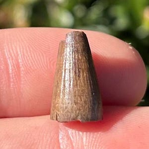 Texas Fossil Crocodile Tooth Aguja Formation Croc Dinosaur Teeth Cretaceous