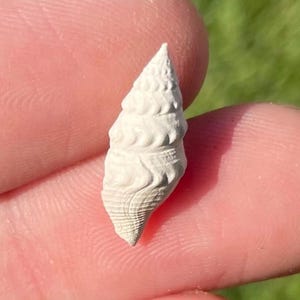 France Fossil Gastropod Bathytoma ventricosa Eocene Age Shell