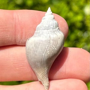England Fossil Gastropod Sycostoma pyrus Eocene Age Barton Beds Shell