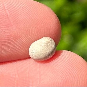 England Fossil Gastropod Pictoneritina concave Eocene Age Headon Beds Shell