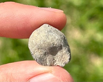 Canada Fossil Brachiopod Catazyga headi Pontgrave Formation Late Ordovician Age
