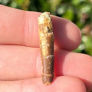 Rare Diplodocid Sauropod Dinosaur Tooth Kem Kem Morocco Cretaceous Age