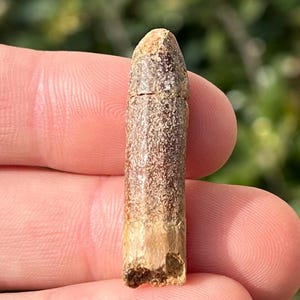 NICE Diplodocid Sauropod Dinosaur Tooth Kem Kem Morocco Cretaceous Age