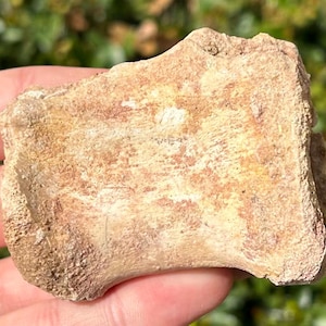 Kem Kem Fossil Dinosaur Vertebrae Morocco Spinosaurus Carcharodontosaurus