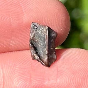 Texas Fossil Ceratopsian Dinosaur Tooth Aguja Formation Triceratops Relative