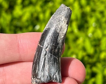 BIG Suchomimus Dinosaur Tooth 1.9” Fossil from Niger Spinosaurus Relative Dino Elrhaz Formation