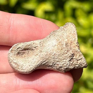 May include: A close-up of a small, white, fossilized bone with a rough, textured surface.