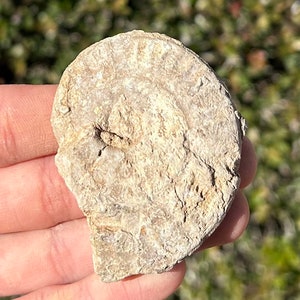 France Fossil Ammonite Middle Jurassic Age French Fossils