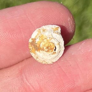 Texas Fossil Gastropod Architectonica scrobiculata Eocene Age Shell