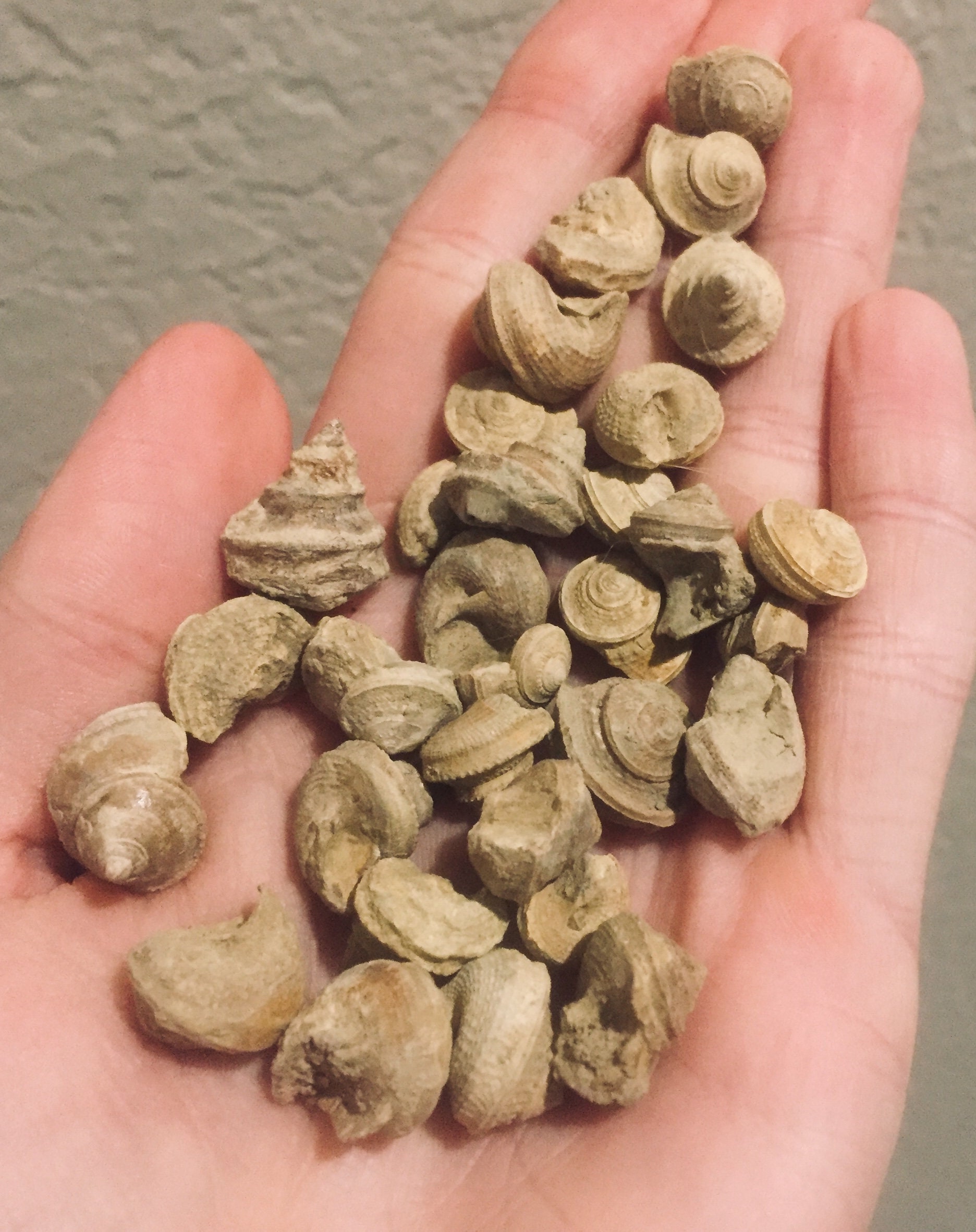 Texas Fossil Snail Shells 300 Million Years Old Before Etsy