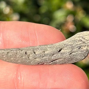 May include: A close-up of a gray, fossilized shark tooth. The tooth is about 2 inches long and has a pointed tip. The tooth is smooth and has a few small grooves.