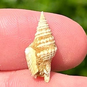 France Fossil Gastropod Drillia denticula Miocene Age French Shell