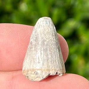 NICE Madagascar Fossil Crocodile Tooth Mahajangasuchus Cretaceous Croc Maevarano Fm