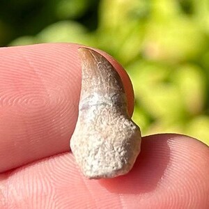 ROOTED Alabama Fossil Mosasaur Tooth Cretaceous Age Dinosaur Teeth