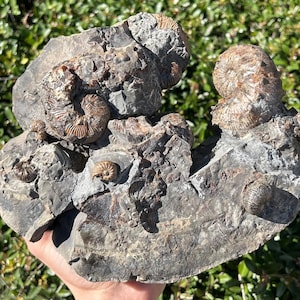 SUPERB Ammonite Fossil Cluster Scaphites Fox Hills Formation South Dakota