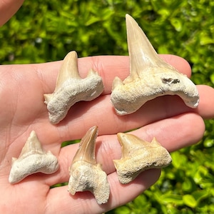 Pathological Otodus obliquus Fossil Sharks Teeth LOT OF 5 Morocco Deformed Tooth