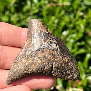 Fossil Megalodon Sharks Tooth 2.35” Miocene Age South Carolina Shark Teeth