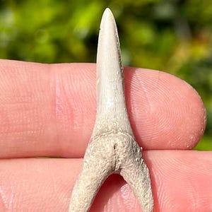 Kazakhstan Fossil Sand Tiger Sharks Tooth Eocene Age Shark Teeth