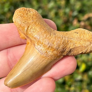 RARE LOCALITY Auriculatus Fossil Sharks Tooth Togo Africa Megalodon Ancestor