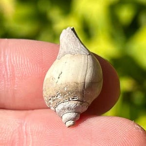UK Fossil Gastropod Sycostoma bulbiforme Eocene Age Barton Clay Formation Shell