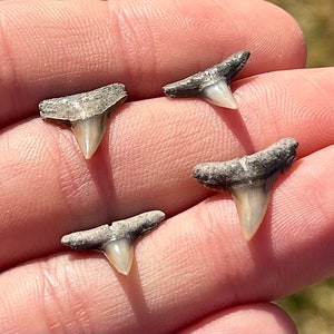 Florida Fossil Sharks Teeth LOT OF 4 Megalodon Age Fossil Collection Fossil Shark Tooth