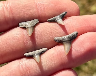 Florida Fossil Sharks Teeth LOT OF 4 Megalodon Age Fossil Collection Fossil Shark Tooth