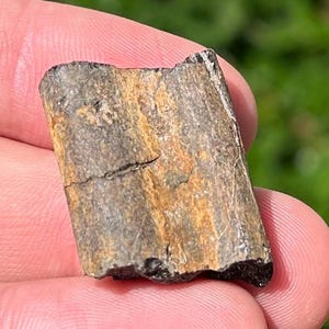 Texas Fossil Mosasaur Rib Dinosaur Bones Ozan Formation Cretaceous Age