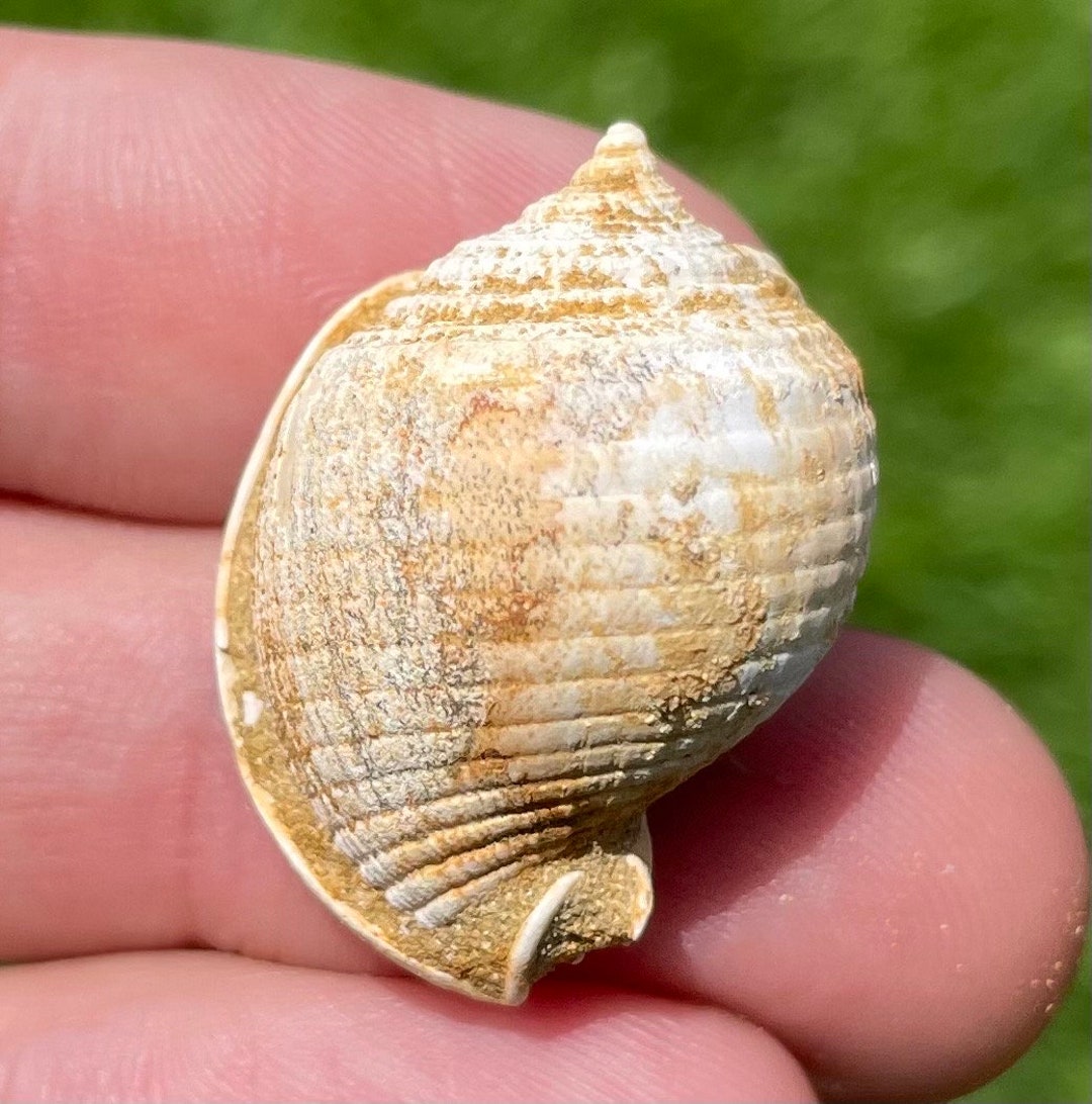 France Fossil Gastropod Cassis Grateloupi Miocene Megalodon Age Shell ...