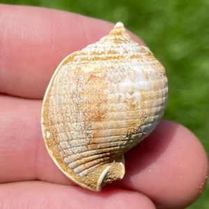 France Fossil Gastropod Cassis grateloupi Miocene Megalodon Age Shell