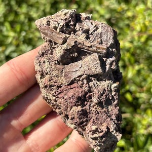 May include: A rough, irregularly shaped rock with a mix of brown, gray, and reddish hues. The surface has a textured, weathered appearance, with visible layers and embedded fragments. The rock is held in a hand against a blurred green background.