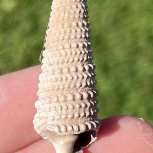 France Fossil Gastropod Tympanotonos lamarckianus Eocene Age Shell