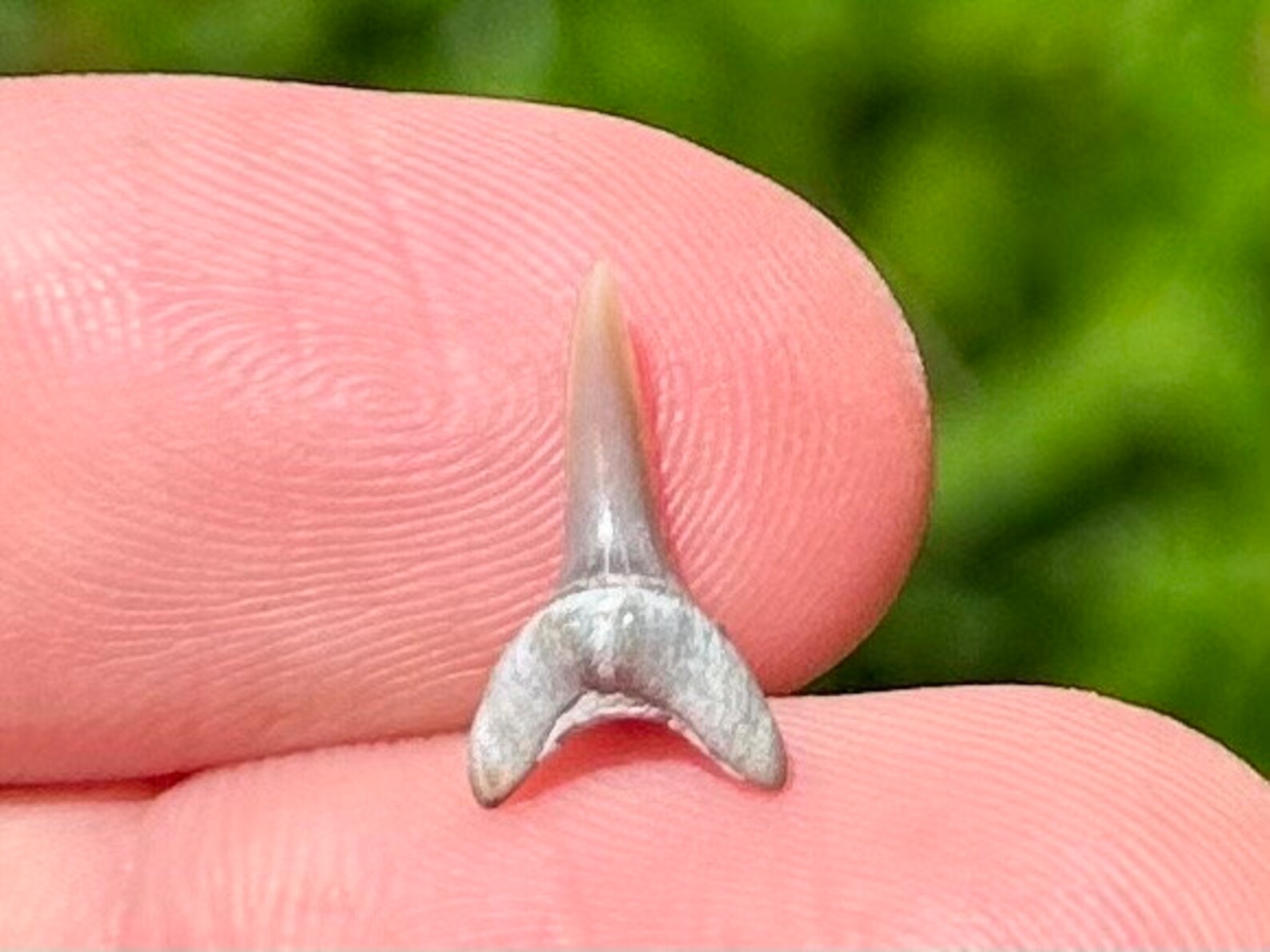 Arkansas Razorbacks Shark Tooth Arkansas Fossil Sharks Tooth Carcharias Sp. Cretaceous Arkadelphia ...
