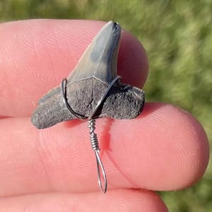 Wire Wrapped Fossil Sharks Tooth Megalodon Age Pendant Lemon Shark