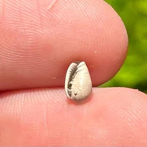 France Fossil Gastropod Cryptospira geslini Eocene Age Marginellidae Shell