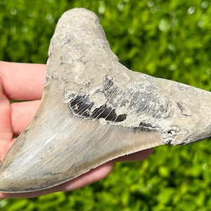 Indonesian Megalodon Sharks Tooth HUGE 4.5” Fossil Serrated Megladon Indonesia