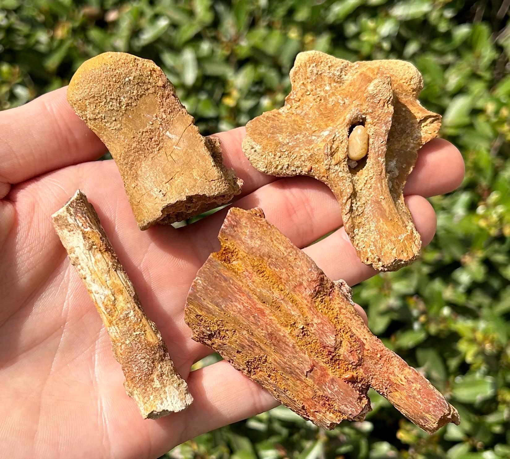 Kem Kem Fossil Dinosaur / Reptile Bones LOT Morocco Vertebrae Etc
