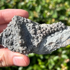 NICE Fossil Crinoid Abatocrinus grandis Edwardsville Formation Indiana