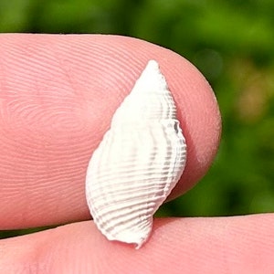 France Fossil Gastropod Tritonidea subandrei Eocene Age French Shell